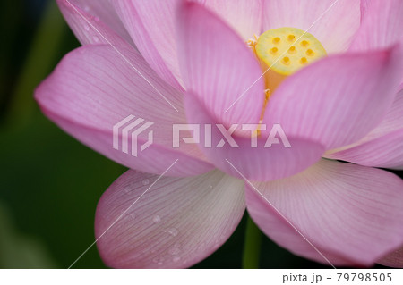 蓮の花のクローズアップ写真 7月 蓮の花のクローズアップ写真 7月 79798505