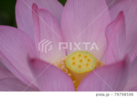 蓮の花のクローズアップ写真　7月 79798506