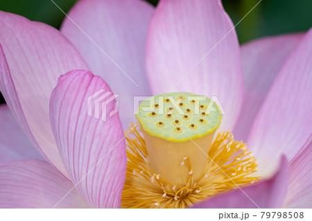 蓮の花のクローズアップ写真 7月 蓮の花のクローズアップ写真 7月 79798508