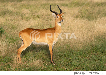 Uganda Kob, Kobus thomasi Uganda Kob, Kobus thomasi 79798702
