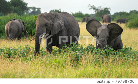 African elephant, Loxodonta africana 79798706