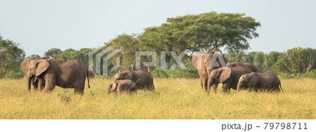 African elephant, Loxodonta africana 79798711