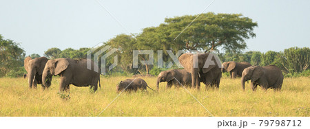 African elephant, Loxodonta africana 79798712