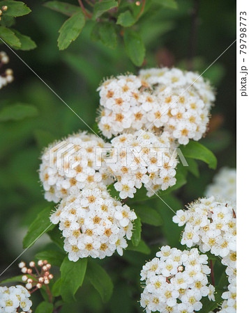 東京板橋・西台緑地に咲くコデマリ 79798773