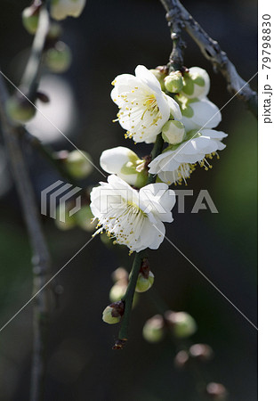 早朝の陽が当たる白い花が咲き始めた枝垂れ梅の枝先1 早朝の陽が当たる白い花が咲き始めた枝垂れ梅の枝先1 79798830