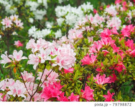 東京板橋・西台緑地に咲くつつじ 東京板橋・西台緑地に咲くつつじ 79798872