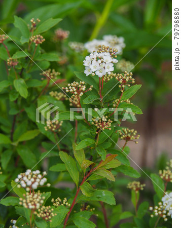 東京板橋・西台緑地に咲くコデマリ 東京板橋・西台緑地に咲くコデマリ 79798880