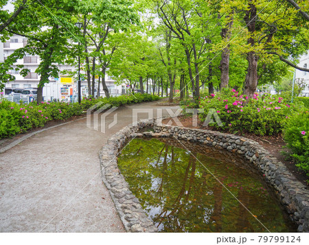 東京板橋・高島平の前谷津川緑道 東京板橋・高島平の前谷津川緑道 79799124
