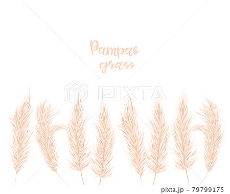 Dry pampas grass set. Illustration in the boho style. Dried plant for decoration, frame, backdrop, fabric print, retro textile, wallpaper, wedding card. Vector illustration. 79799175