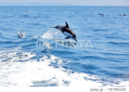 陸奥湾のカマイルカ 79799198