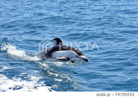 青森県でイルカウォッチング 青森県でイルカウォッチング 79799203