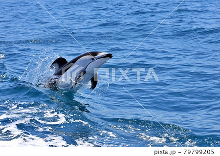 陸奥湾でイルカウオッチング 陸奥湾でイルカウオッチング 79799205