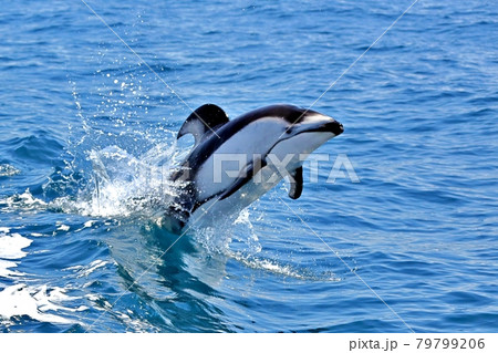 陸奥湾のカマイルカ 79799206