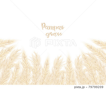 Background with dry pampas grass. Floral ornamental elements in boho style. Flat lay with copy space, top view. Vector illustration. Background with dry pampas grass. Floral ornamental elements in boho style. Flat lay with copy space, top view. Vector illustration. 79799209