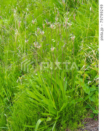 荒川河川敷のヘラオオバコ 79799249