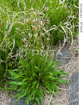 荒川河川敷のヘラオオバコ 79799316