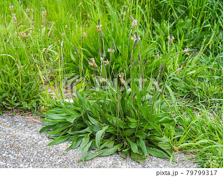 荒川河川敷のヘラオオバコ 79799317