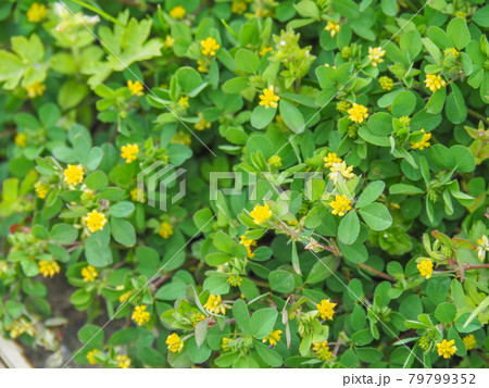 荒川河川敷のコメツブツメクサ 79799352