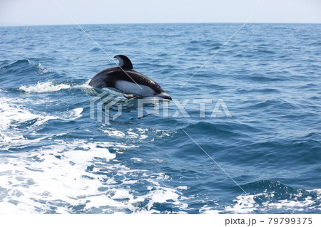 陸奥湾の初夏の風物詩のイルカウォッチング 陸奥湾の初夏の風物詩のイルカウォッチング 79799375