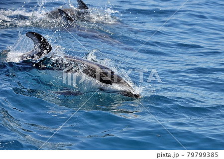 陸奥湾イルカウォッチング 79799385