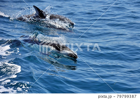 陸奥湾のカマイルカ 陸奥湾のカマイルカ 79799387
