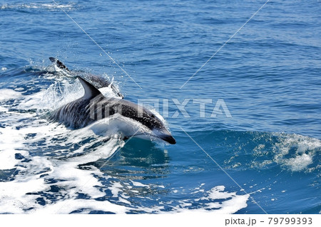 陸奥湾で漁船に乗ってイルカウォッチング 陸奥湾で漁船に乗ってイルカウォッチング 79799393