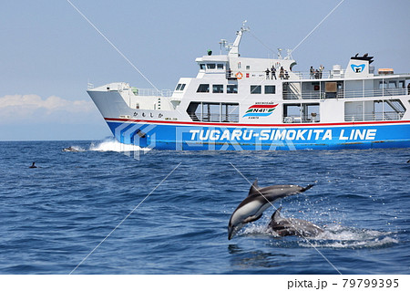 陸奥湾フェリーとイルカ 陸奥湾フェリーとイルカ 79799395