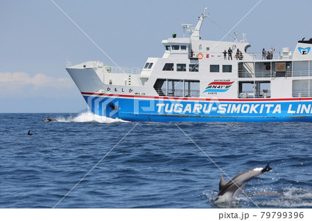 陸奥湾フェリーとカマイルカ 陸奥湾フェリーとカマイルカ 79799396