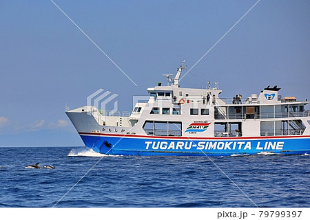 陸奥湾フェリーでイルカウォッチング 陸奥湾フェリーでイルカウォッチング 79799397