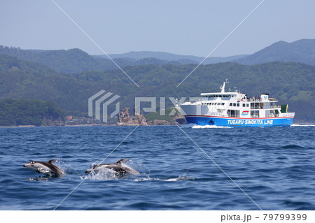 陸奥湾フェリーでイルカウォッチング 陸奥湾フェリーでイルカウォッチング 79799399