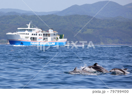 陸奥湾フェリーとイルカ 79799400