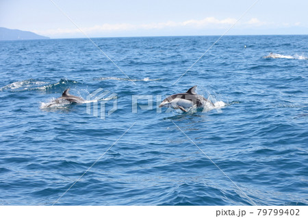 陸奥湾のイルカたち 陸奥湾のイルカたち 79799402