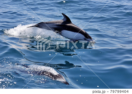 陸奥湾イルカウォッチング 79799404