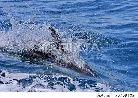 青森県でイルカウォッチング 青森県でイルカウォッチング 79799405