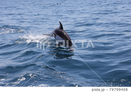 陸奥湾のイルカジャンプ 陸奥湾のイルカジャンプ 79799408