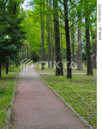 東京板橋・高島平緑地の遊歩道 東京板橋・高島平緑地の遊歩道 79799470