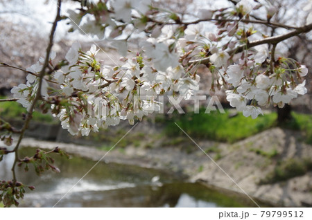 五条川の桜満開 花見散歩 五条川の桜満開 花見散歩 79799512