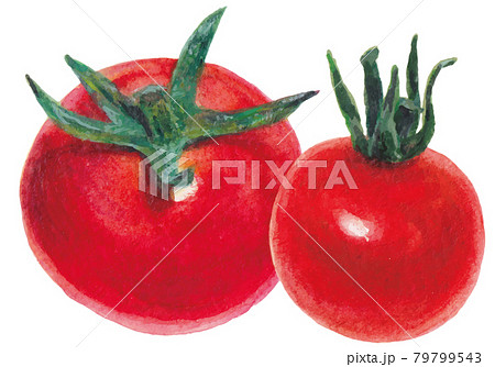 水彩画タッチの2個のミニトマトのイラストのイラスト素材