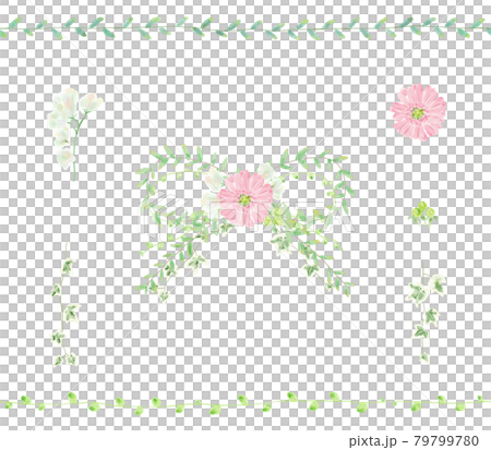 非洲菊和葉絲帶 79799780