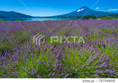 富士山　ラベンダー畑　河口湖 79799808
