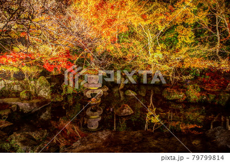 紅葉のライトアップ 紅葉のライトアップ 79799814
