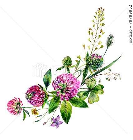 Watercolor Wildflowers Bouquet. Hand Drawn Clover, Greenery, Spring Flowers Arrangement Isolated on White. 79799962