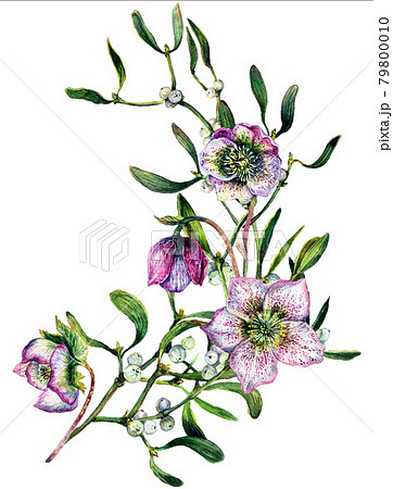 Watercolor Illustration of Mistletoe Branch Isolated on White. Watercolor Illustration of Mistletoe Branch Isolated on White. 79800010