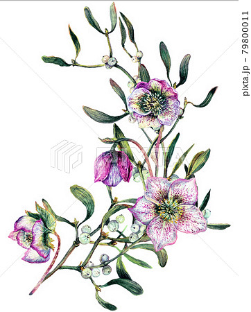 Watercolor Illustration of Mistletoe Branch Isolated on White. 79800011