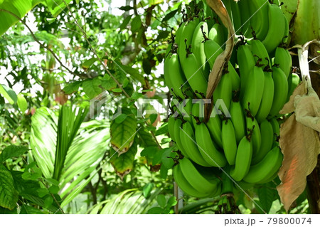収穫前のバナナ 収穫前のバナナ 79800074