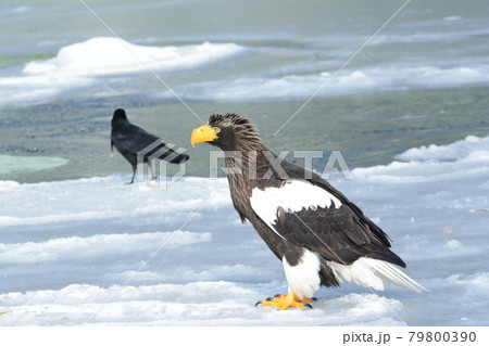 氷上のオオワシ 79800390
