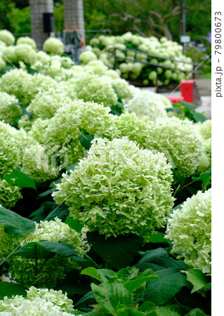 白い紫陽花　アナベル 79800673