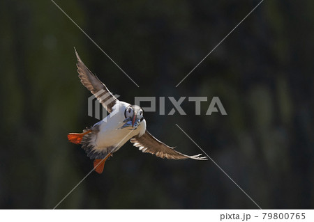 Puffin landing 79800765