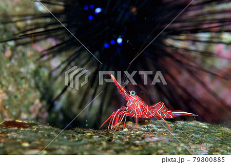 スザクサラサエビ 79800885