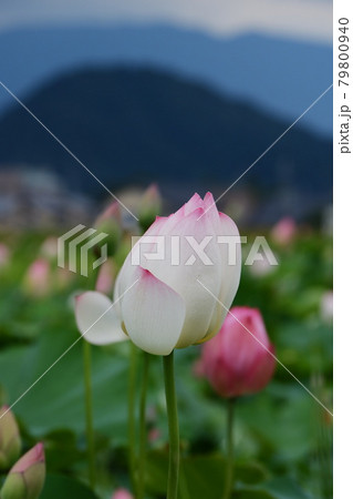 奈良藤原宮跡の蓮の花 奈良藤原宮跡の蓮の花 79800940